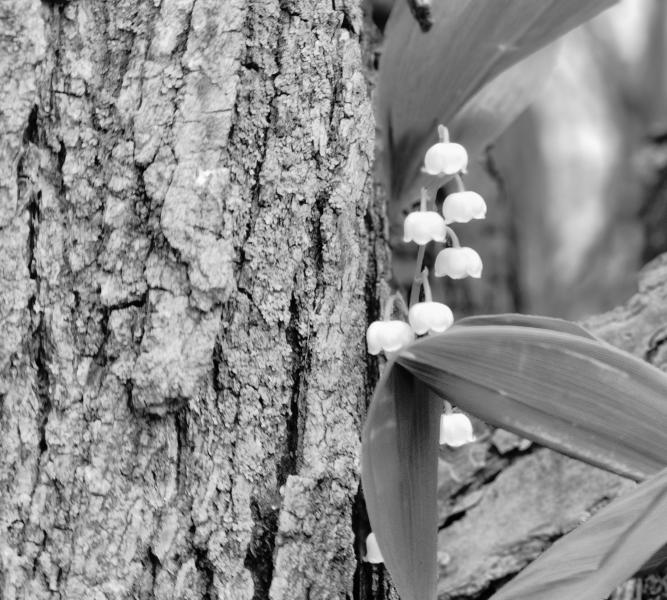 Tree bark and flowers