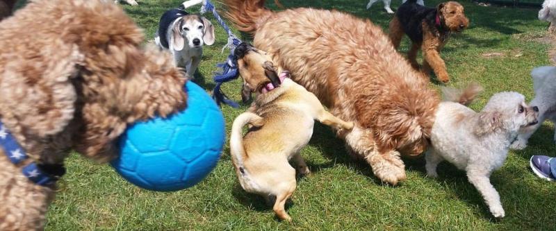 Doggy Day Care In Harrisburg SD The Resort by SDK In Harrisburg SD
