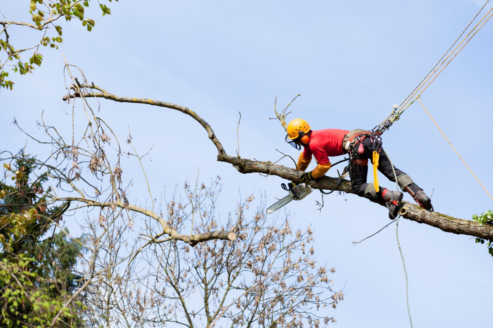 Tree trimming service
