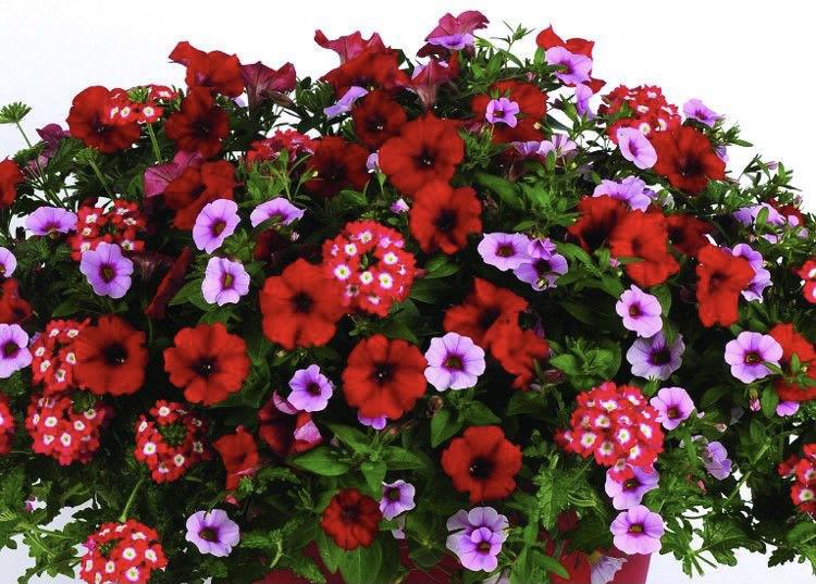 Hanging basket