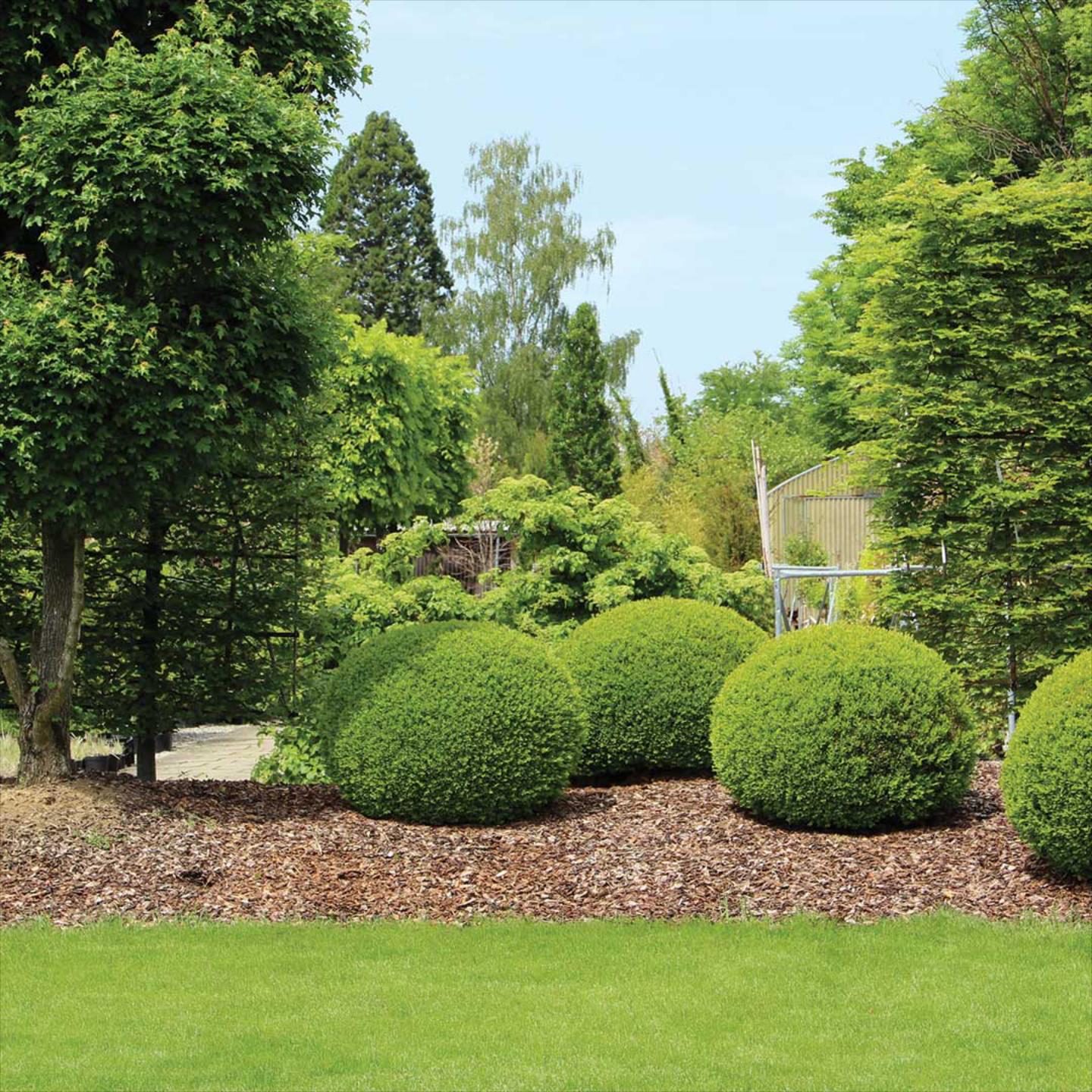 Spotless Lawn Grass