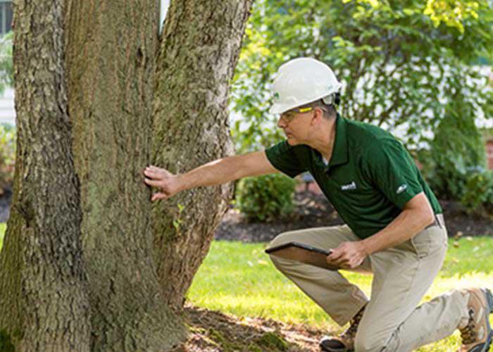 Tree Service Metairie, LA