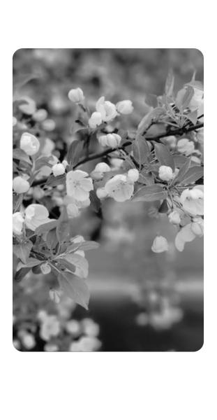 Mindfulness Image