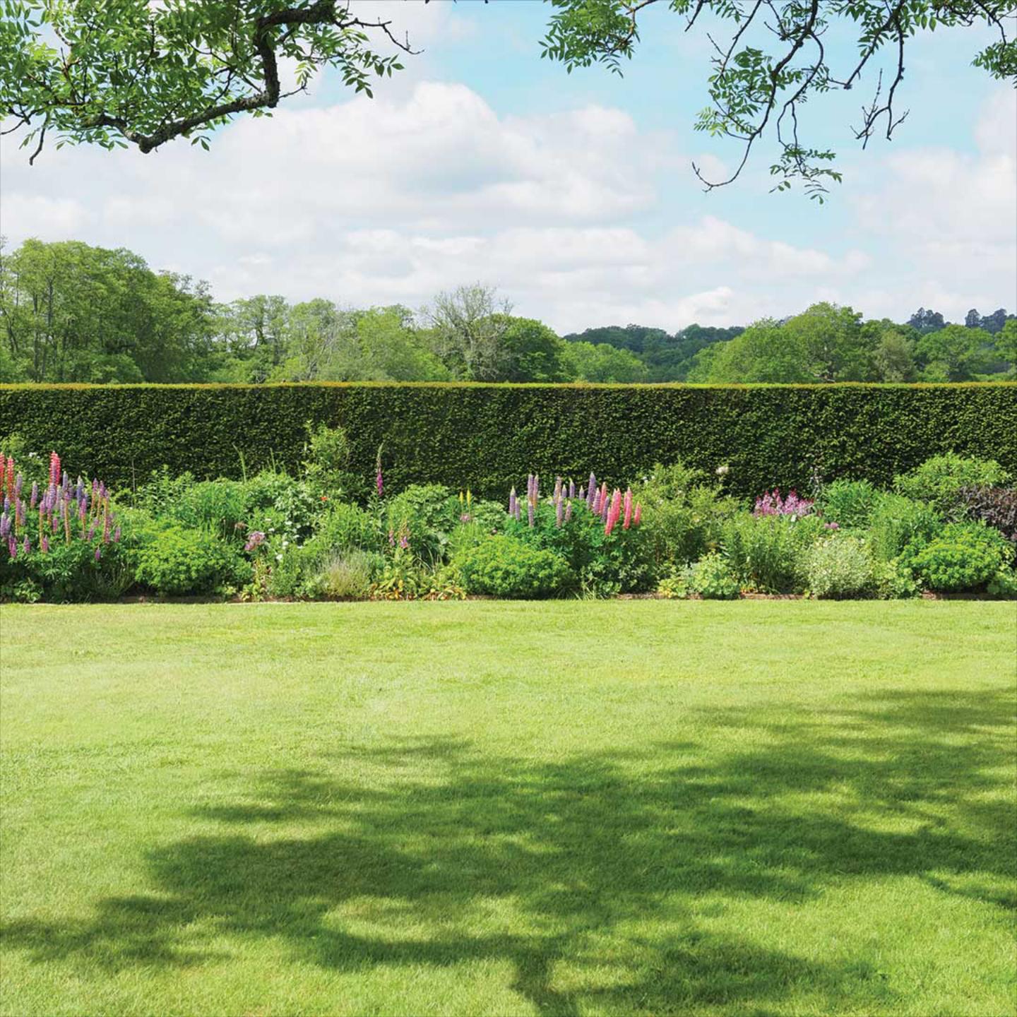 Spotless Lawn Grass