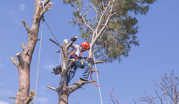 Tree Trimming