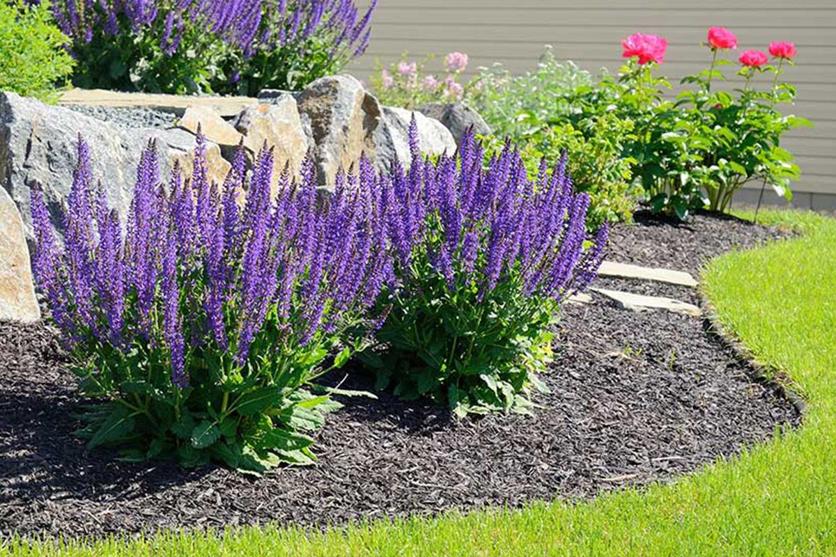Weed Control and Fertilizer