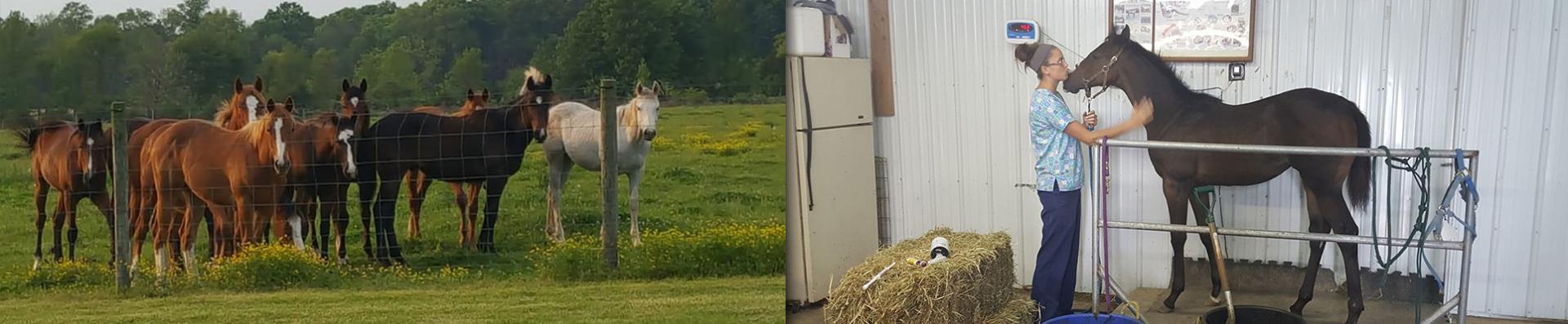 Southern Indiana Equine