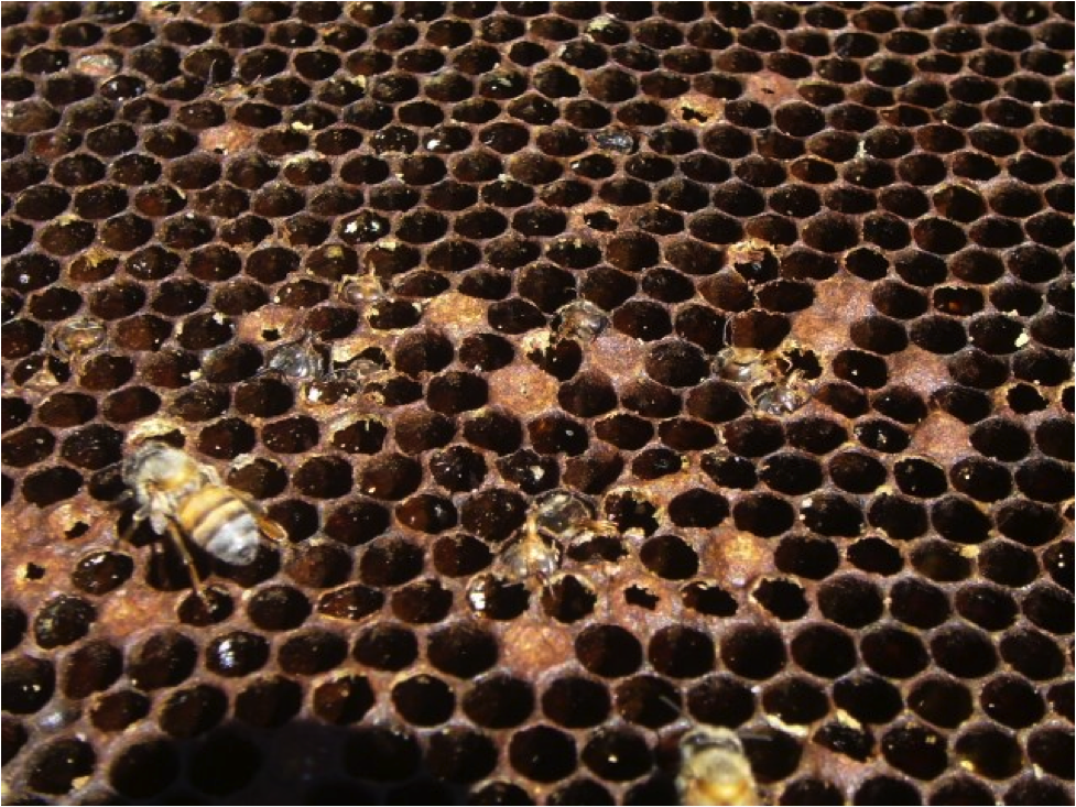 Hillbilly Bees