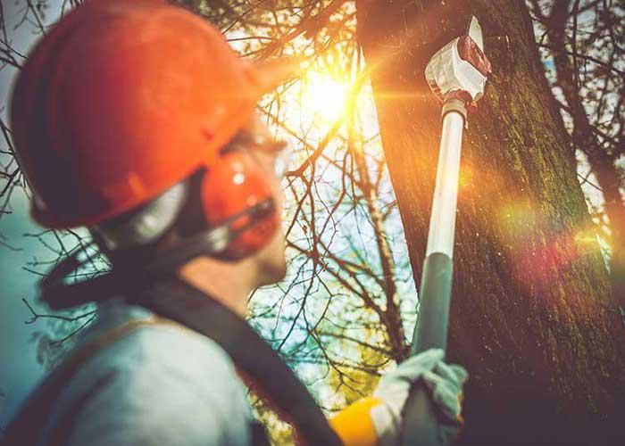 Tree Service Metairie, LA