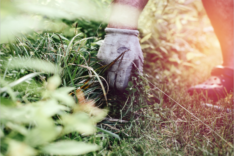 Weed Control and Fertilizer