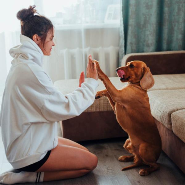 Emotional Support Animal Assessment