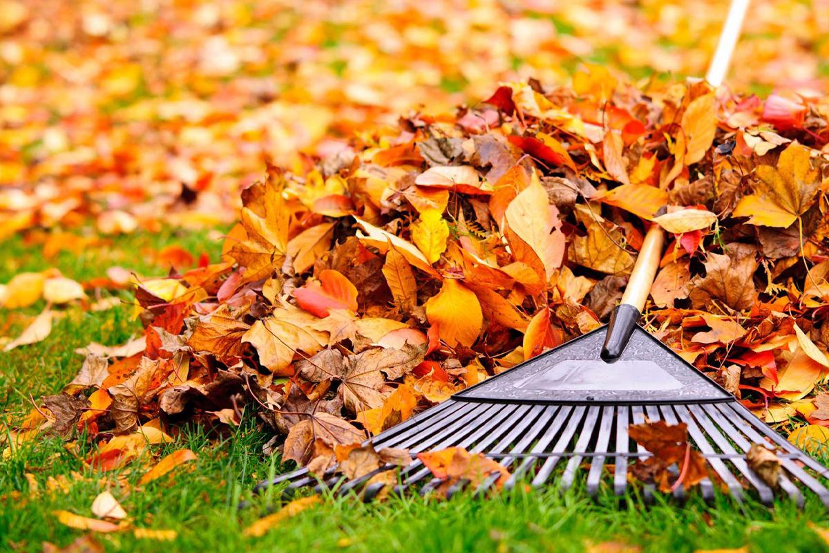 Yard Clean up