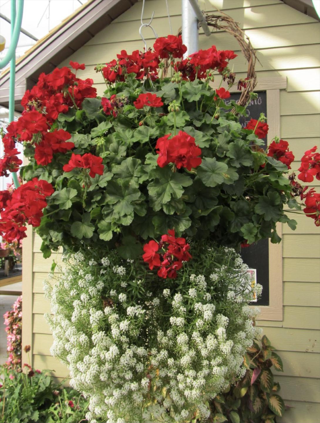 Hanging basket
