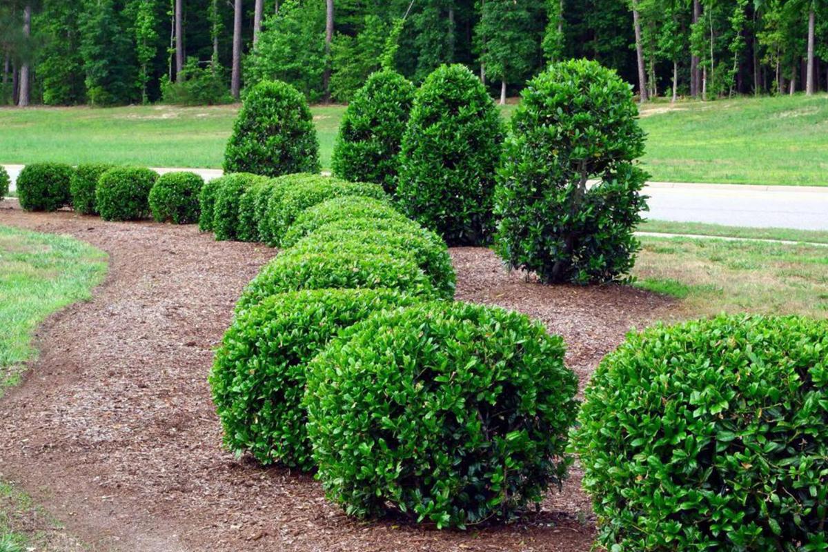 Tree Removal and Trimming