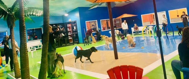 Doggy Day Care In Harrisburg SD The Resort by SDK In Harrisburg SD