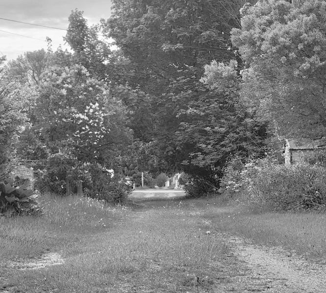 Tree-lined path